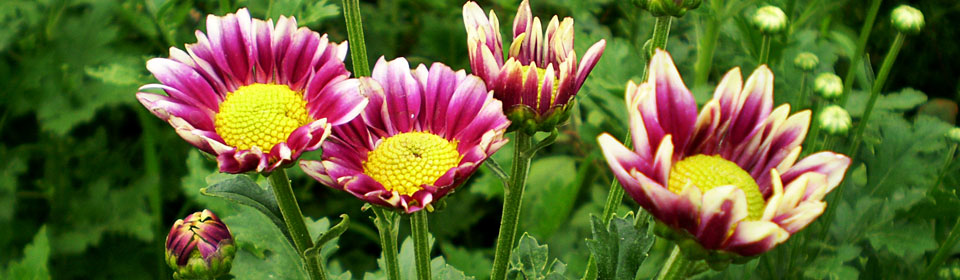 网页在线DDOS压力测试